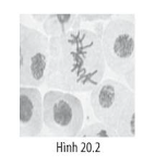 Sách bài tập Sinh học 10 Bài 20 (Chân trời sáng tạo): Thực hành: Quan sát tiêu bản các kì phân bào nguyên phân và giảm phân (ảnh 1)