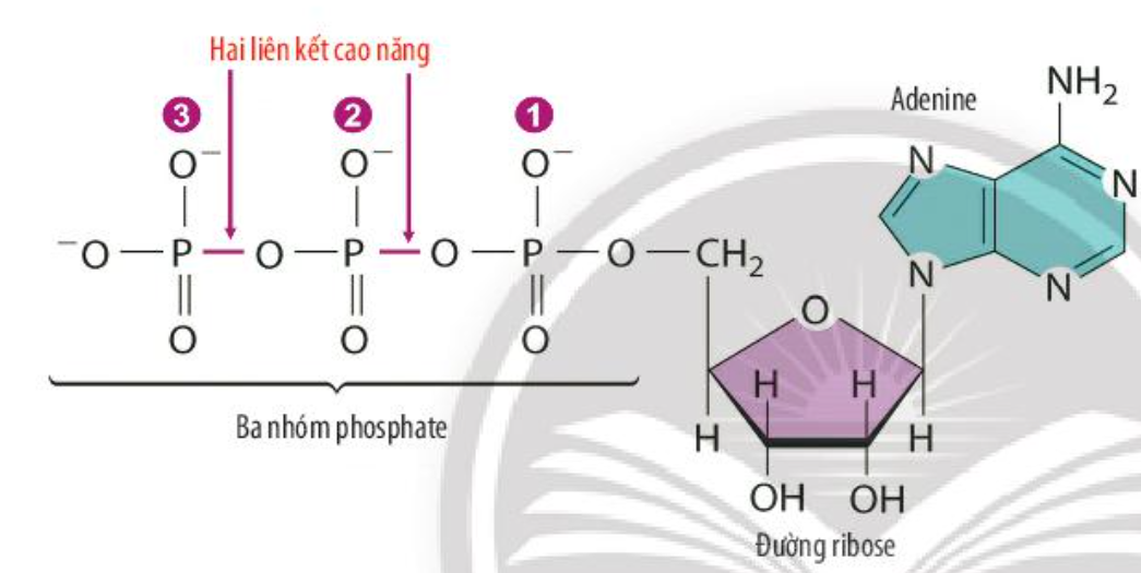 Sách bài tập Sinh học 10 Bài 13 (Chân trời sáng tạo): Chuyển hóa vật chất và năng lượng trong tế bào (ảnh 1)