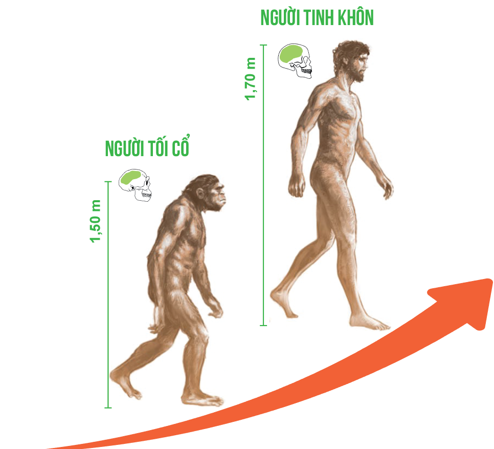 Quan sát sơ đồ hình 3.1 và cho biết quá trình tiến hóa từ vượn thành người trên Trái Đất (ảnh 1)