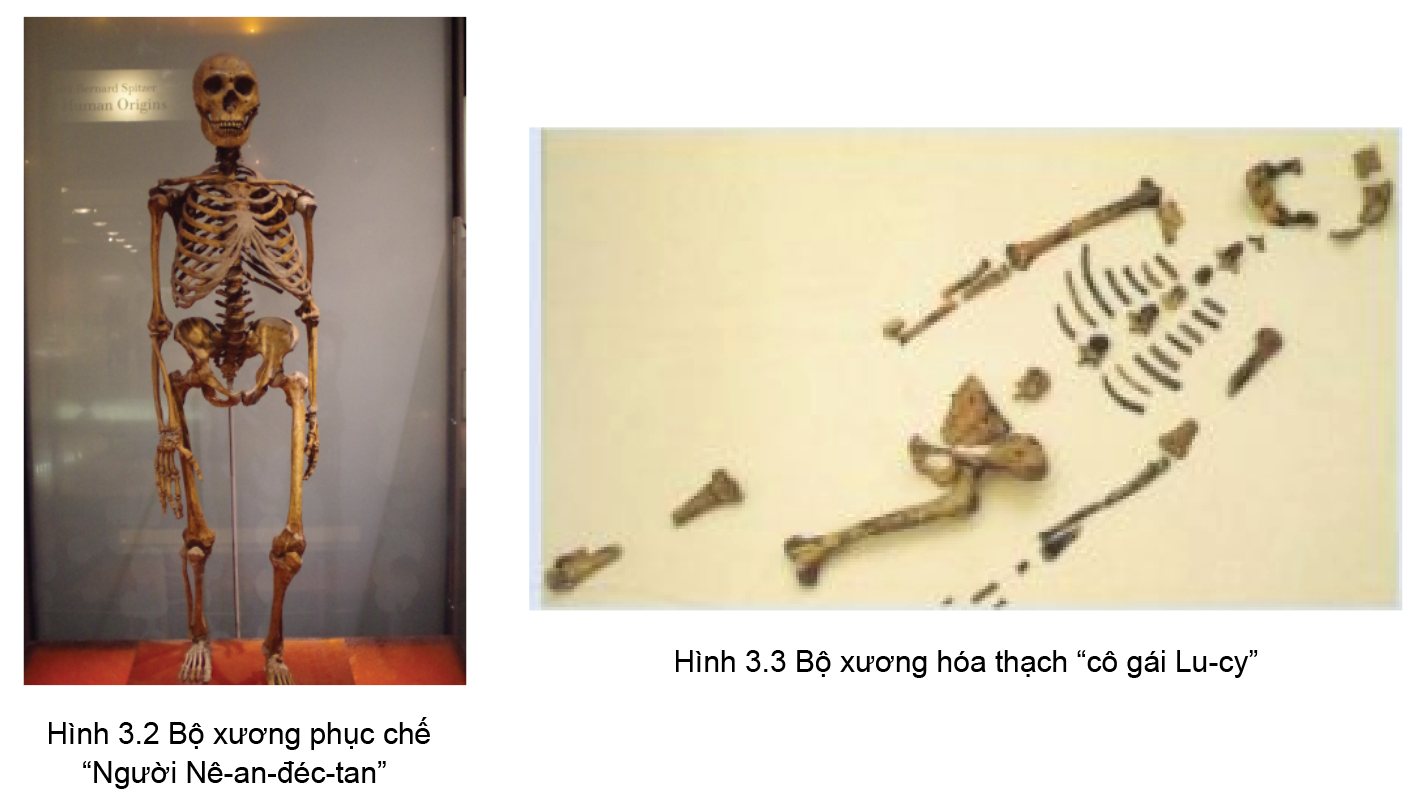 Những phát hiện khảo cổ về “Người Nê-an-đéc-tan” (hình 3.2), “cô gái lu-cy” (hình 3.3) (ảnh 1)