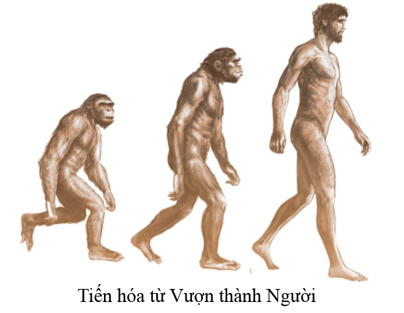 Em hãy tóm tắt quá trình tiến hóa từ vượn người thành người trên Trái Đất (ảnh 1)