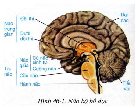 Trắc nghiệm Sinh học 8 Bài 46 có đáp án - Trụ não, tiểu não, não trung gian (ảnh 1)