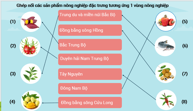 Giáo án điện tử Địa lí 12 Bài 13 (Kết nối tri thức): Tổ chức lãnh thổ nông nghiệp (ảnh 1)