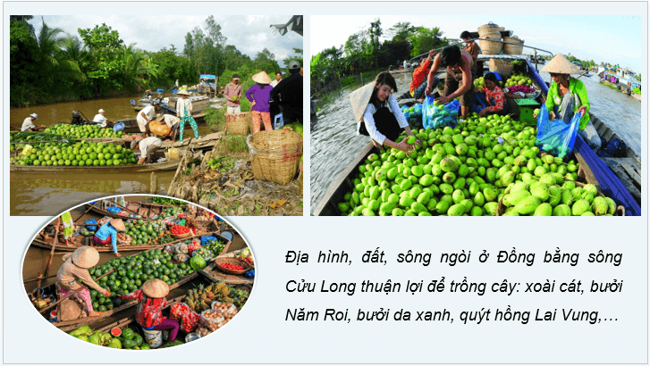 Giáo án điện tử Địa lí 12 Bài 2 (Chân trời sáng tạo): Thiên nhiên nhiệt đới ẩm gió mùa (ảnh 1)