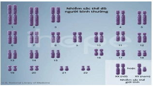 Giáo án điện tử Sinh học 12 (Kết nối tri thức): Bài 14: Thực hành: Quan sát một số dạng đột biến nhiễm sắc thể (ảnh 1)