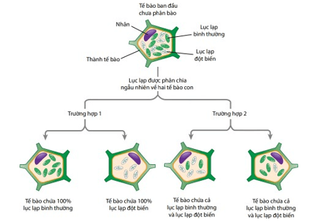 Giáo án điện tử Sinh học 12 (Kết nối tri thức): Bài 15: Di truyền gene ngoài nhân (ảnh 1)