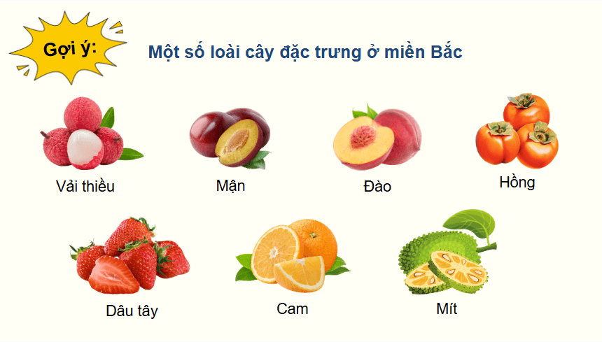 Giáo án điện tử Địa lí 12 Bài 4 (Chân trời sáng tạo): Thực hành: Tìm hiểu về sự phân hoá tự nhiên Việt Nam (ảnh 1)