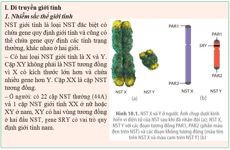 Giáo án điện tử Sinh học 12 (Kết nối tri thức): Bài 10: Di truyền giới tính và di truyền liên kết với giới tính (ảnh 1)