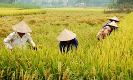 Giáo án điện tử Địa lí 12 Bài 11 (Kết nối tri thức): Vấn đề phát triển ngành nông nghiệp (ảnh 1)