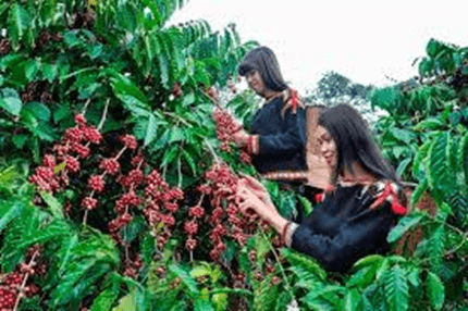 Giáo án điện tử Địa lí 12 Bài 11 (Kết nối tri thức): Vấn đề phát triển ngành nông nghiệp (ảnh 1)