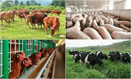 Giáo án điện tử Địa lí 12 Bài 11 (Kết nối tri thức): Vấn đề phát triển ngành nông nghiệp (ảnh 1)