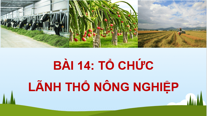 Giáo án điện tử Địa lí 12 Bài 14 (Chân trời sáng tạo): Tổ chức lãnh thổ nông nghiệp (ảnh 1)