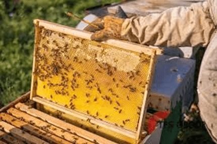 Giáo án điện tử Địa lí 12 Bài 11 (Kết nối tri thức): Vấn đề phát triển ngành nông nghiệp (ảnh 1)