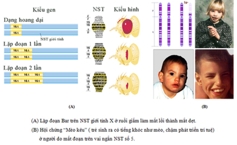 Lý thuyết Sinh học 9 Bài 22: Đột biến cấu trúc nhiễm sắc thể (ảnh 1)