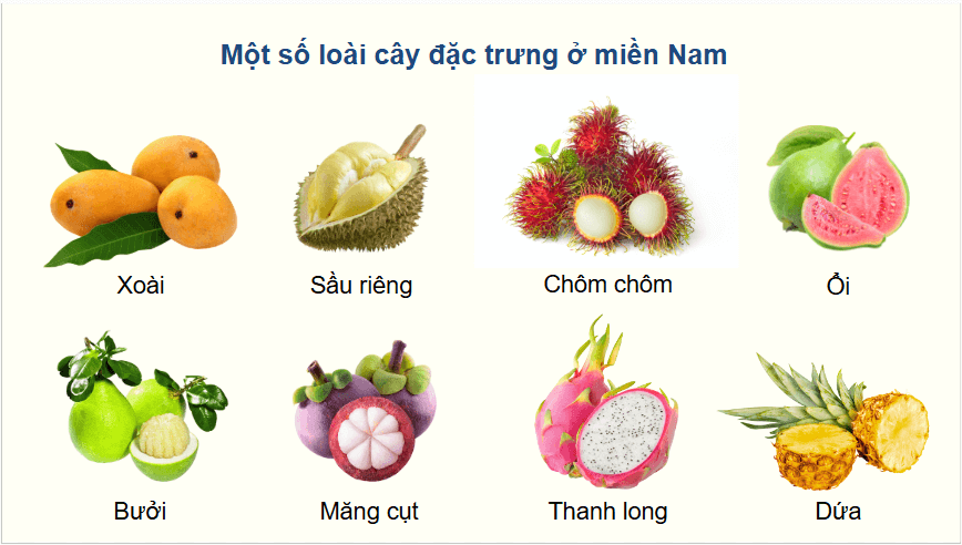 Giáo án điện tử Địa lí 12 Bài 4 (Chân trời sáng tạo): Thực hành: Tìm hiểu về sự phân hoá tự nhiên Việt Nam (ảnh 1)