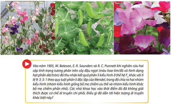 Giáo án điện tử Sinh học 12 (Kết nối tri thức): Bài 11: Liên kết gene và hoán vị gene (ảnh 1)