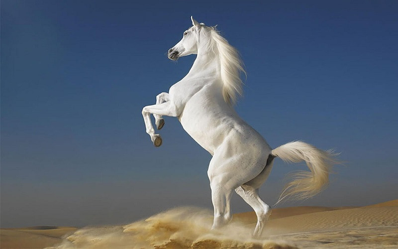Bố cục Viên tướng trẻ và con ngựa trắng (Chân trời sáng tạo) chính xác nhất (ảnh 1)