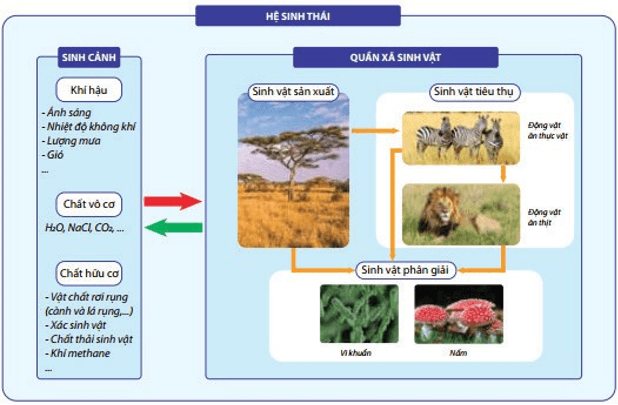 Giáo án điện tử Sinh học 12 (Kết nối tri thức): Bài 28: Hệ sinh thái (ảnh 1)