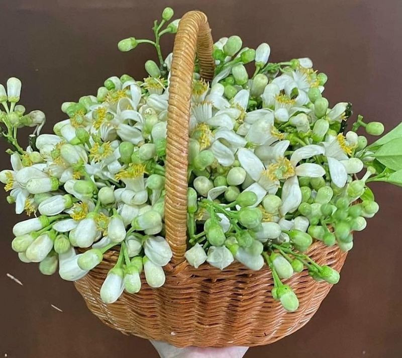 Tác giả Phan Thị Thanh Nhàn - Cuộc đời và sự nghiệp (ảnh 1)