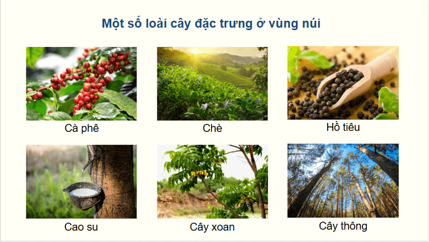 Giáo án điện tử Địa lí 12 Bài 4 (Chân trời sáng tạo): Thực hành: Tìm hiểu về sự phân hoá tự nhiên Việt Nam (ảnh 1)