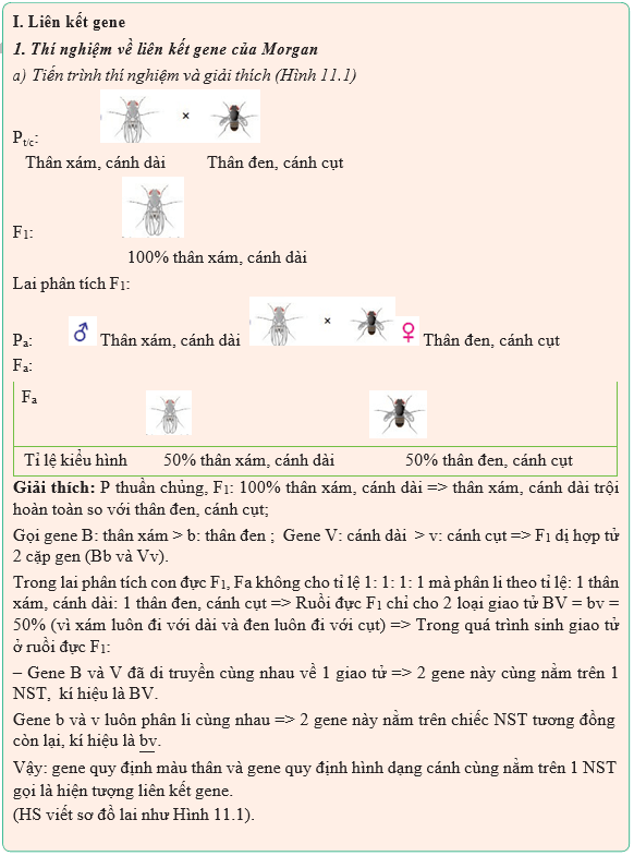 Giáo án điện tử Sinh học 12 (Kết nối tri thức): Bài 11: Liên kết gene và hoán vị gene (ảnh 1)
