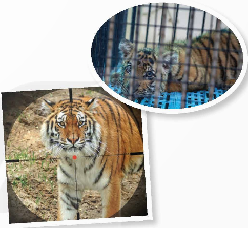 Tiếng Anh 12 Unit 8: Wildlife conservation - Global Success (ảnh 3)