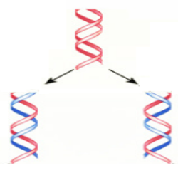 Lý thuyết Sinh học 9 Bài 16: ADN và bản chất của gen (ảnh 1)
