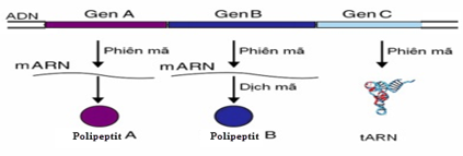 Lý thuyết Sinh học 9 Bài 16: ADN và bản chất của gen (ảnh 1)