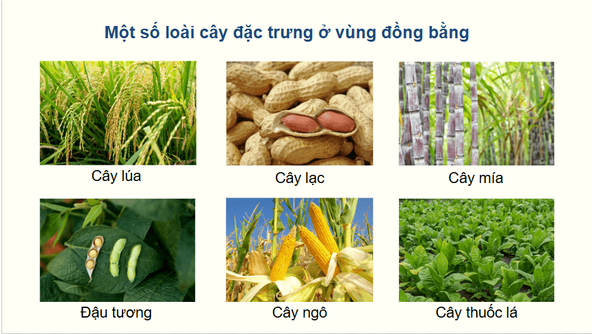 Giáo án điện tử Địa lí 12 Bài 4 (Chân trời sáng tạo): Thực hành: Tìm hiểu về sự phân hoá tự nhiên Việt Nam (ảnh 1)