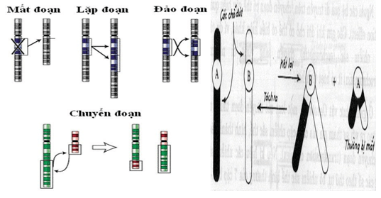 Giáo án điện tử Sinh học 12 (Kết nối tri thức): Bài 12: Đột biến nhiễm sắc thể (ảnh 1)