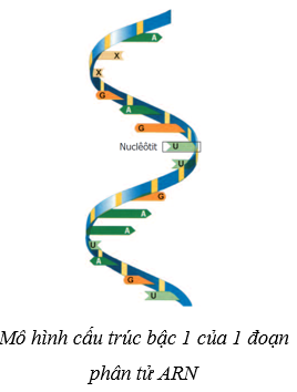 Lý thuyết Sinh học 9 Bài 17: Mối quan hệ giữa gen và ARN (ảnh 1)