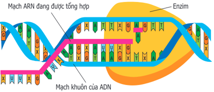 Lý thuyết Sinh học 9 Bài 17: Mối quan hệ giữa gen và ARN (ảnh 1)