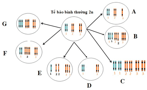 Giáo án điện tử Sinh học 12 (Kết nối tri thức): Bài 12: Đột biến nhiễm sắc thể (ảnh 1)