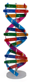 Lý thuyết Sinh học 9 Bài 20: Thực hành: quan sát và lắp mô hình ADN (ảnh 1)