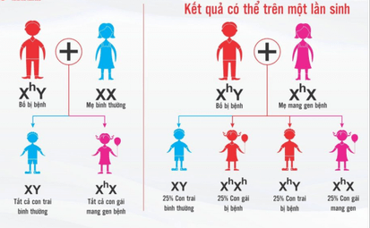 Giáo án điện tử Sinh học 12 (Cánh diều): Bài 8: Di truyền liên kết giới tính, liên kết gene và hoán vị gene (ảnh 1)