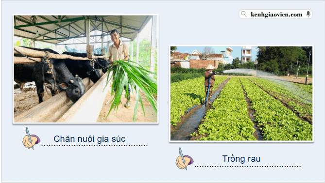 Giáo án điện tử Địa lí 12 Bài 12 (Chân trời sáng tạo): Vấn đề phát triển nông nghiệp (ảnh 1)
