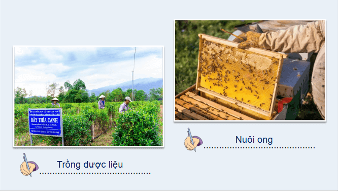 Giáo án điện tử Địa lí 12 Bài 12 (Chân trời sáng tạo): Vấn đề phát triển nông nghiệp (ảnh 1)