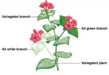 Giáo án điện tử Sinh học 12 (Cánh diều): Bài 9: Di truyền gene ngoài nhân (ảnh 1)