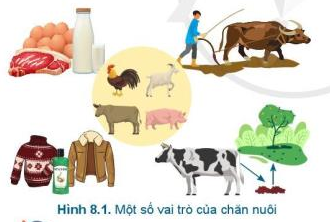 Lý thuyết Công Nghệ 7 Bài 8: Giới thiệu chung về chăn nuôi - Cánh diều (ảnh 1)