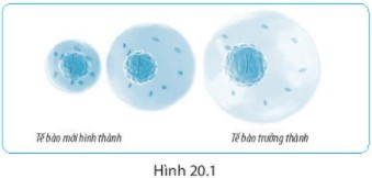 Quan sát hình 20.1, so sánh lượng tế bào chất và kích thước nhân của tế bào (ảnh 1)