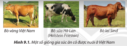 Lý thuyết Công Nghệ 7 Bài 9: Một số phương thức chăn nuôi ở Việt Nam - Chân trời sáng tạo (ảnh 1)