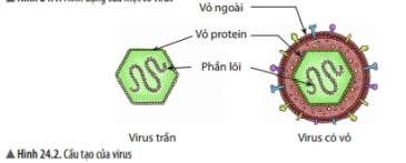 Lý thuyết Khoa học tự nhiên 6 Bài 24: Virus - Chân trời sáng tạo (ảnh 1)