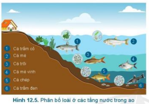 Lý thuyết Công Nghệ 7 Bài 12: Quy trình nuôi cá nước ngọt trong ao - Cánh diều (ảnh 1)