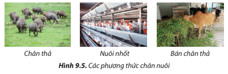 Lý thuyết Công Nghệ 7 Bài 9: Một số phương thức chăn nuôi ở Việt Nam - Chân trời sáng tạo (ảnh 1)