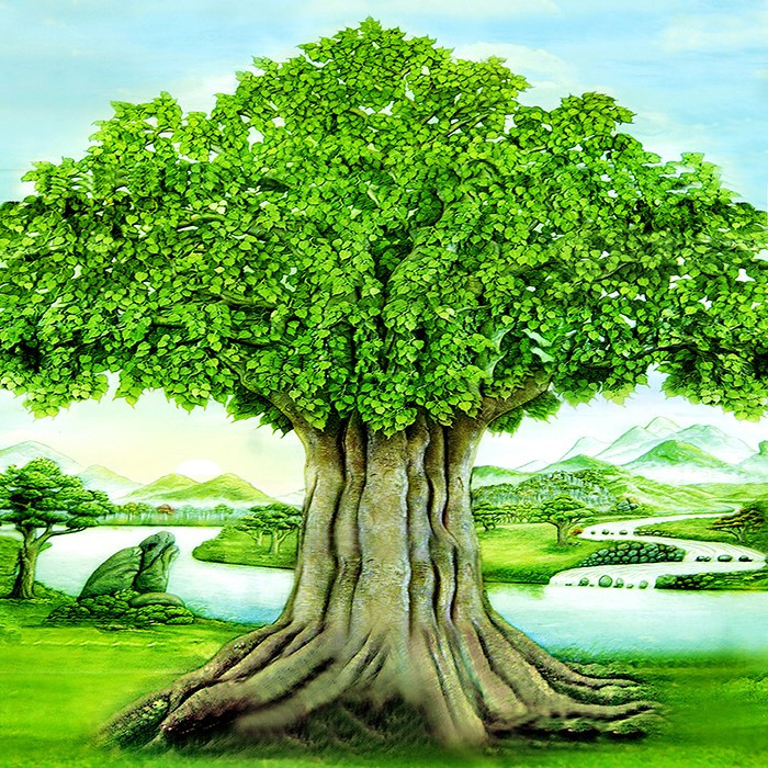 Vẻ đẹp của cây đa cổ khổng lồ có tuổi đời trên 300 năm tuổi