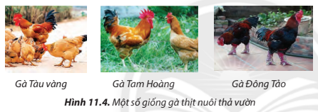 Lý thuyết Công Nghệ 7 Bài 11: Kĩ thuật chăn nuôi gà thịt thả vườn - Chân trời sáng tạo (ảnh 1)