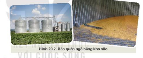 Lý thuyết Công Nghệ 10 Bài 20: Công nghệ cao trong thu hoạch và bảo quản sản phẩm trồng trọt - Kết nối tri thức (ảnh 1)
