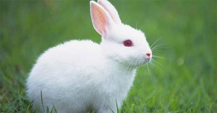 Tả con thỏ (10 mẫu) (ảnh 1)