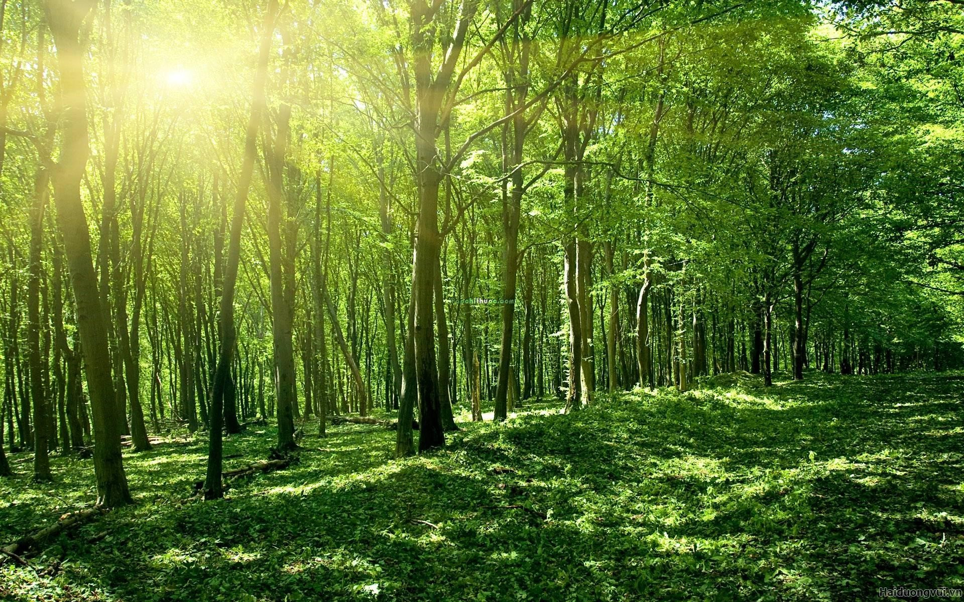 Chứng minh bảo vệ rừng là bảo vệ cuộc sống của chúng ta (5 mẫu) (ảnh 1)