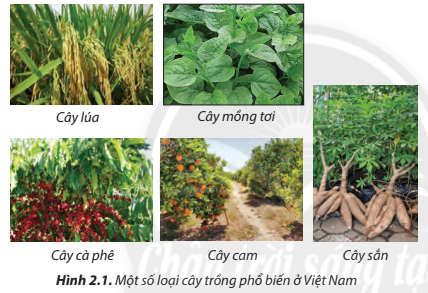 Lý thuyết Công Nghệ 7 Bài 2: Các phương thức trồng trọt ở Việt Nam - Chân trời sáng tạo (ảnh 1)